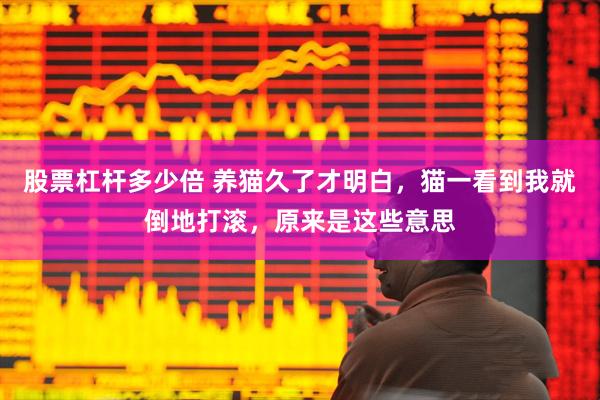 股票杠杆多少倍 养猫久了才明白，猫一看到我就倒地打滚，原来是这些意思